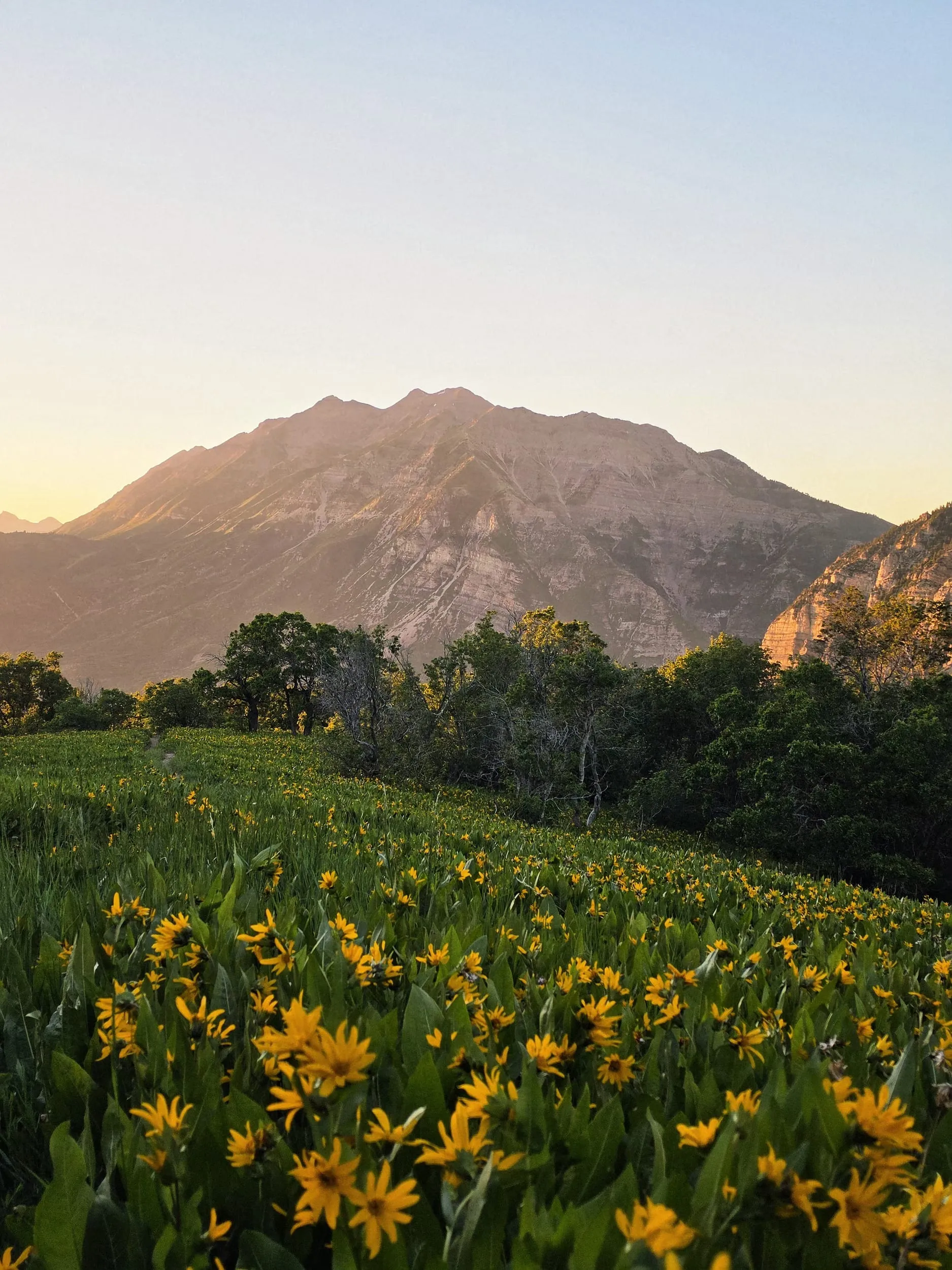 wildflower meadow beneath mountain at sunset